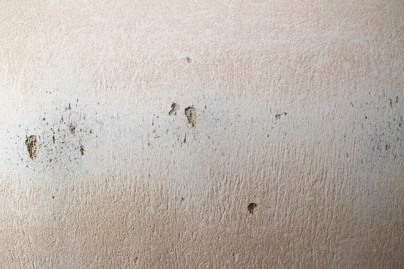 ペットがつけた傷